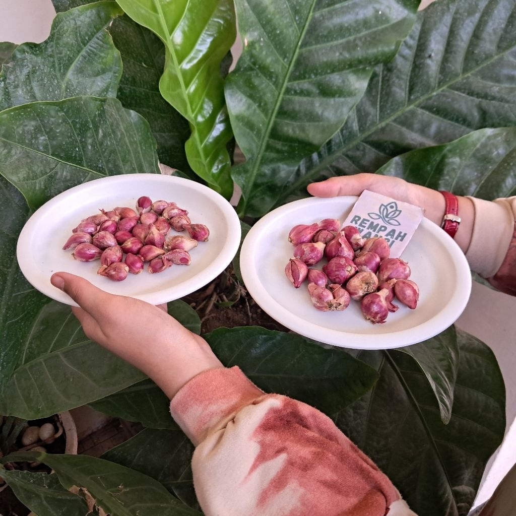 

Bawang Merah Probolinggo 500gram (1/2kg)