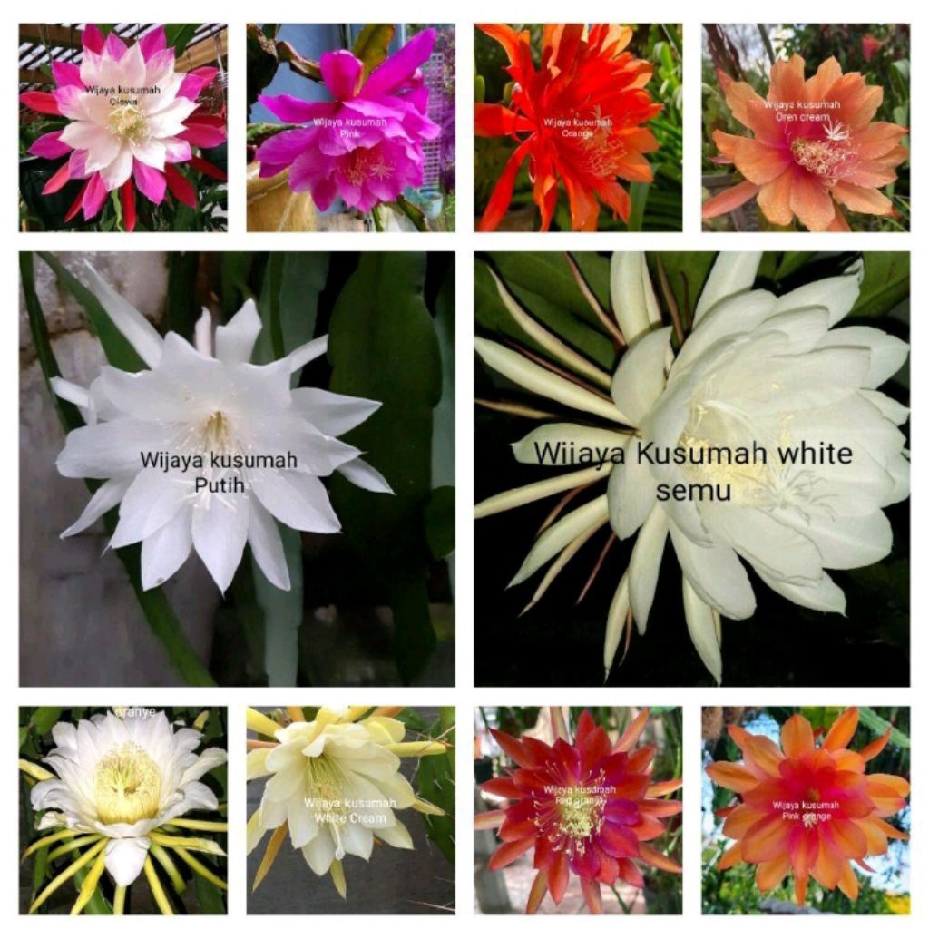 Tanaman hias gantung paket 10 Wijaya Kusumah macam bunga