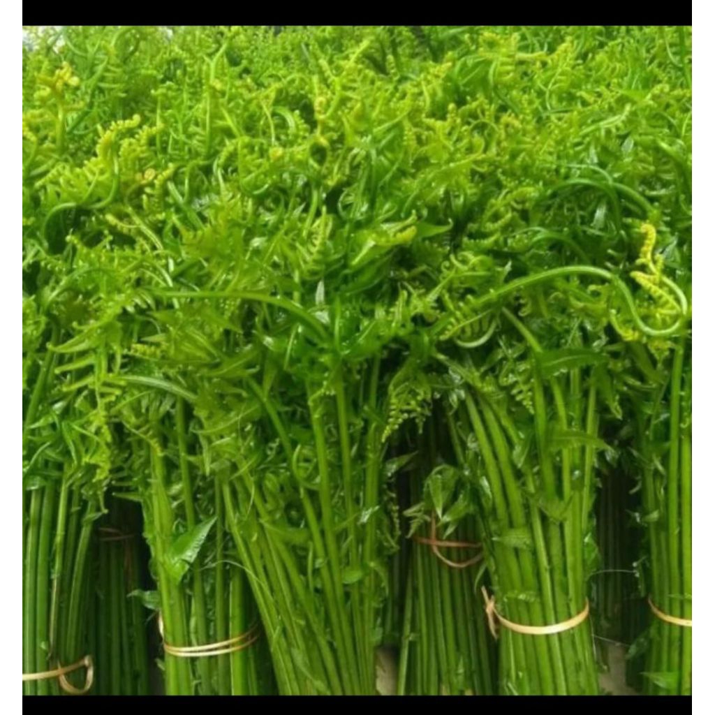 

pakis sayur segar 250 gram