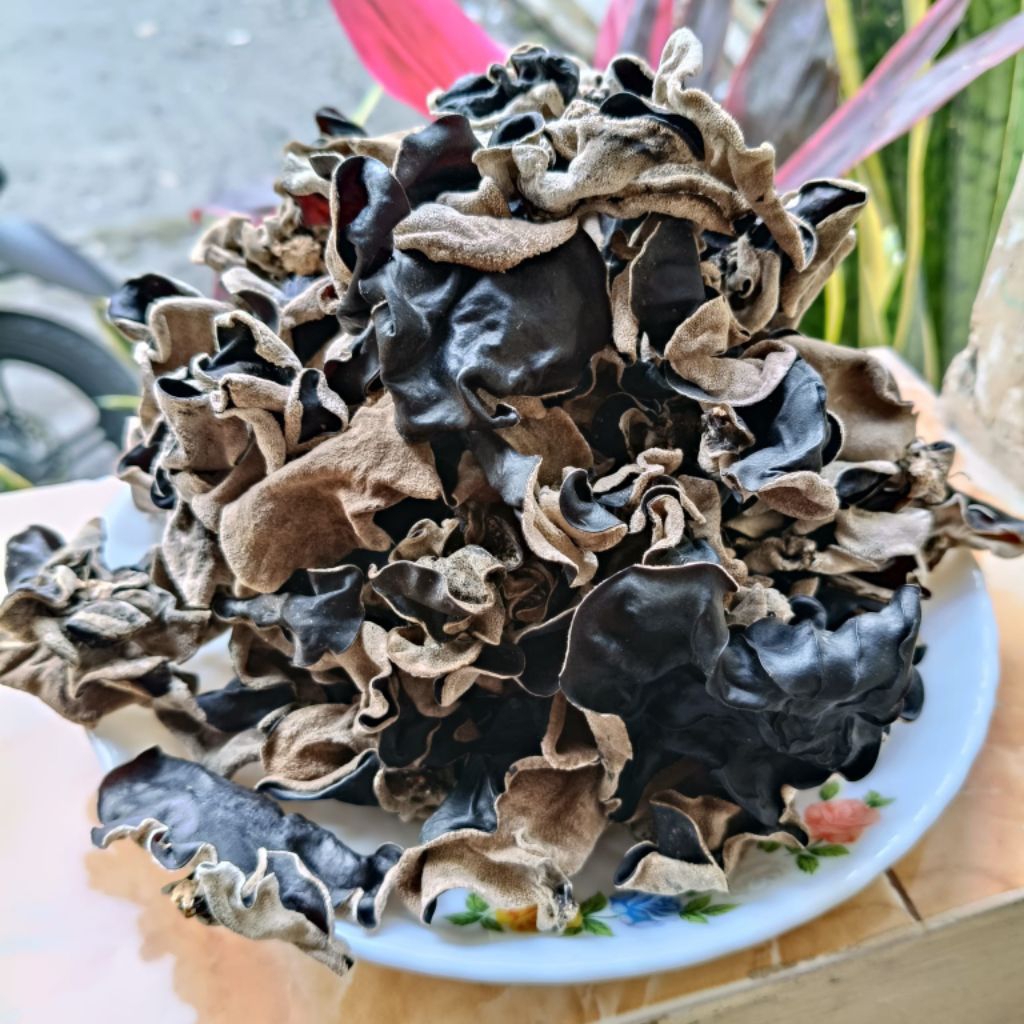 

Jamur kuping Kering, Promo Jamur Kuping Kering Hitam dan tebal tebal, Jamur sesuai dengan Foto