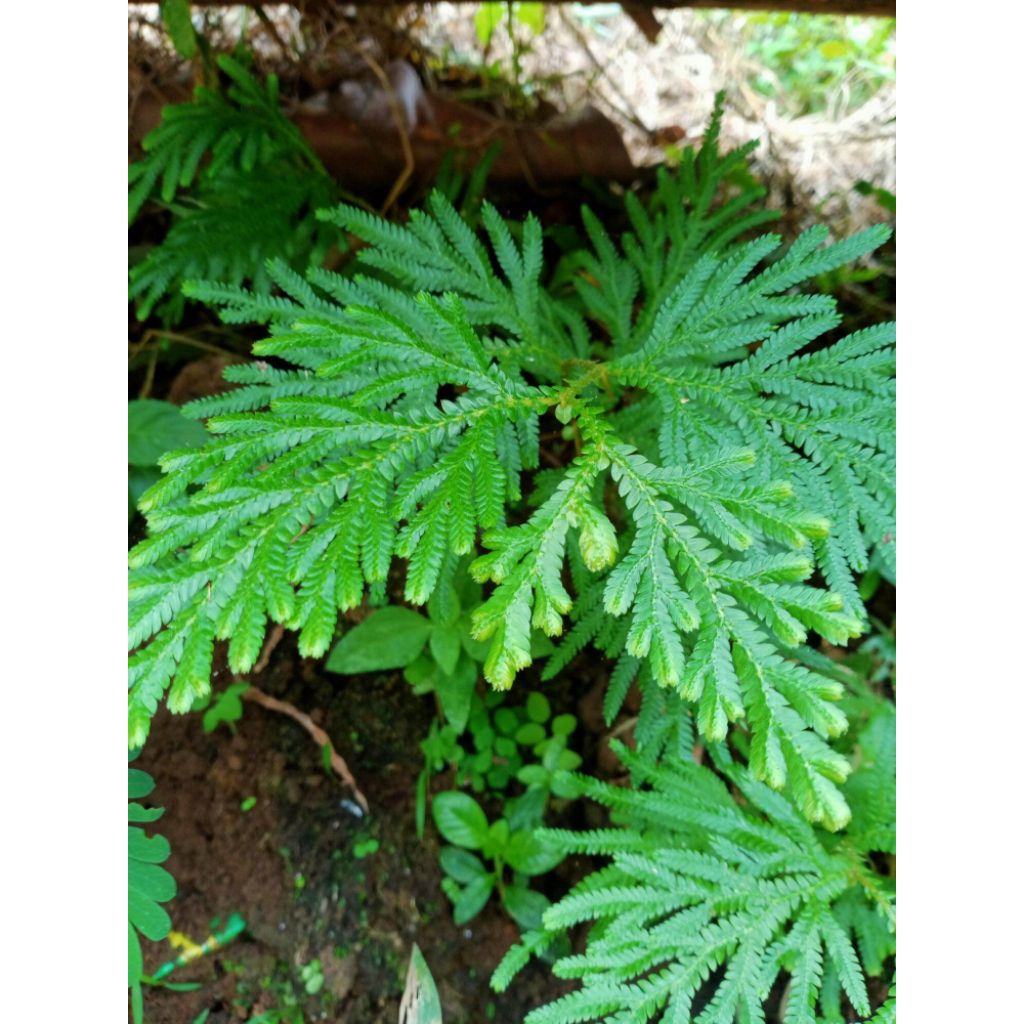 tanaman herbal ceker ayam / cakar ayam bibit herbal cakar ayam