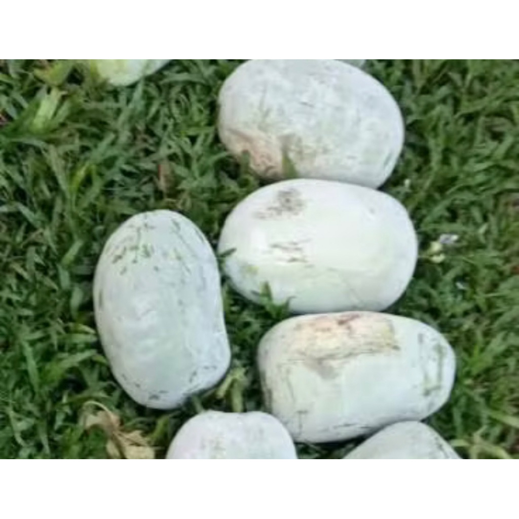 

2,6 kG Buah Bligo/Kundur Frees Baru Di Petik