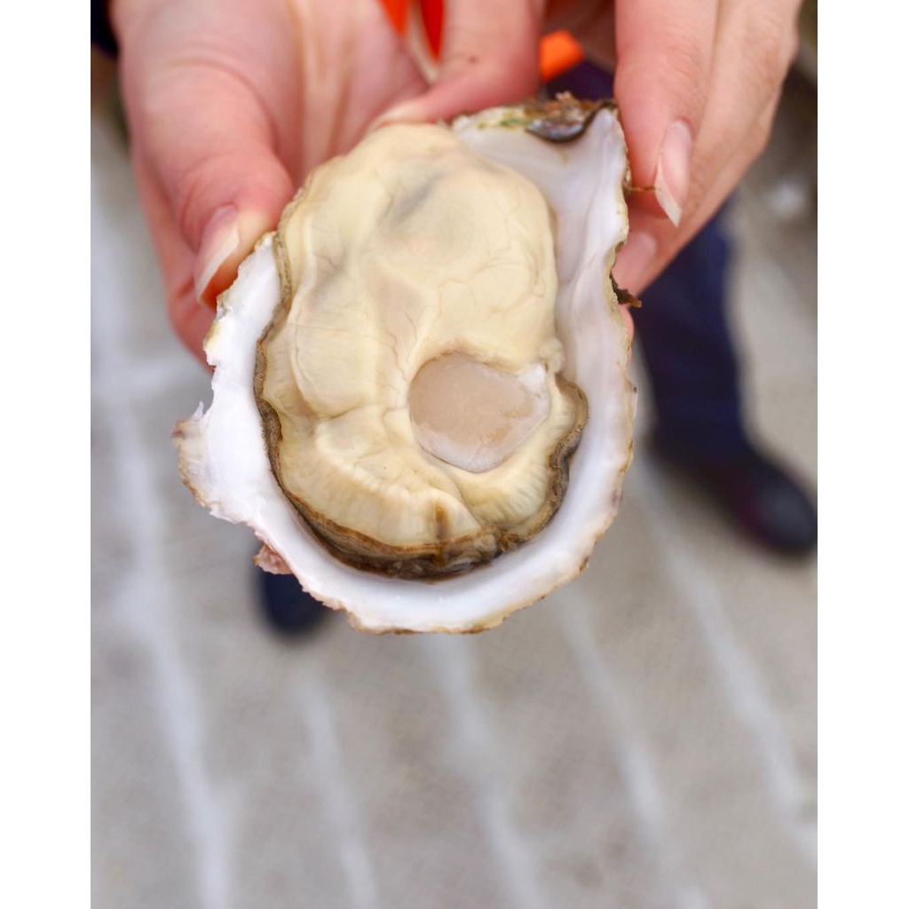 

HALF OYSTER (Oyster Sebelah) HALAL 1KG FRESH FROZEN