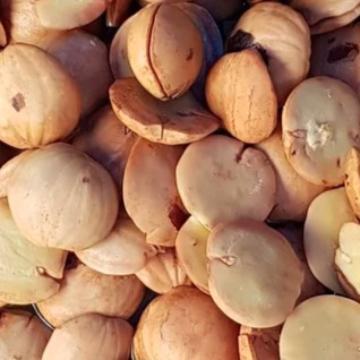 

Jengkol Rebus Siap Masak 1 Kg Jelok Jariang Kemasan Vacuum Pack