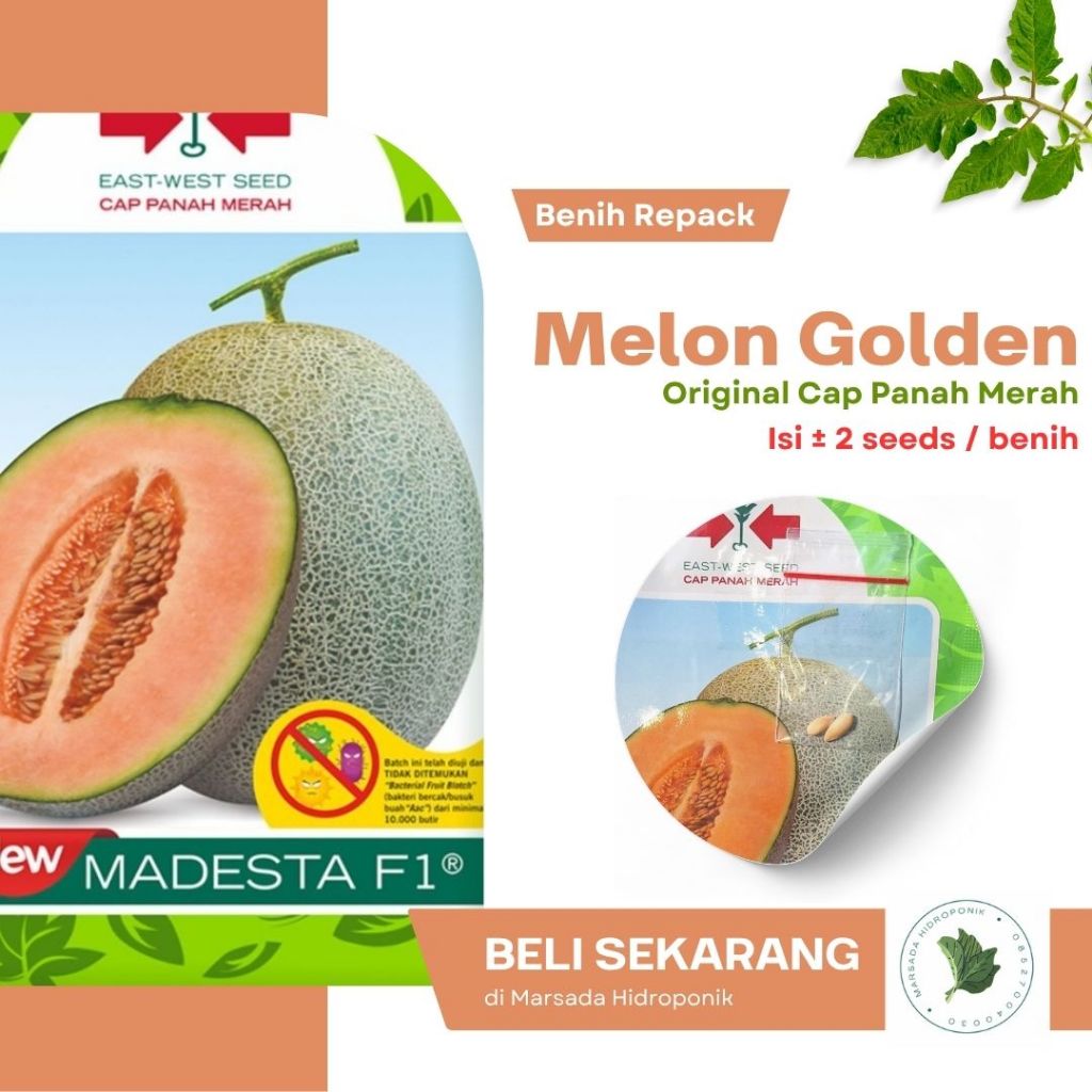 Benih Bibit Melon Madesta / Melon Madu Golden Cap Panah Merah Kemasan Repack isi 2 Seeds