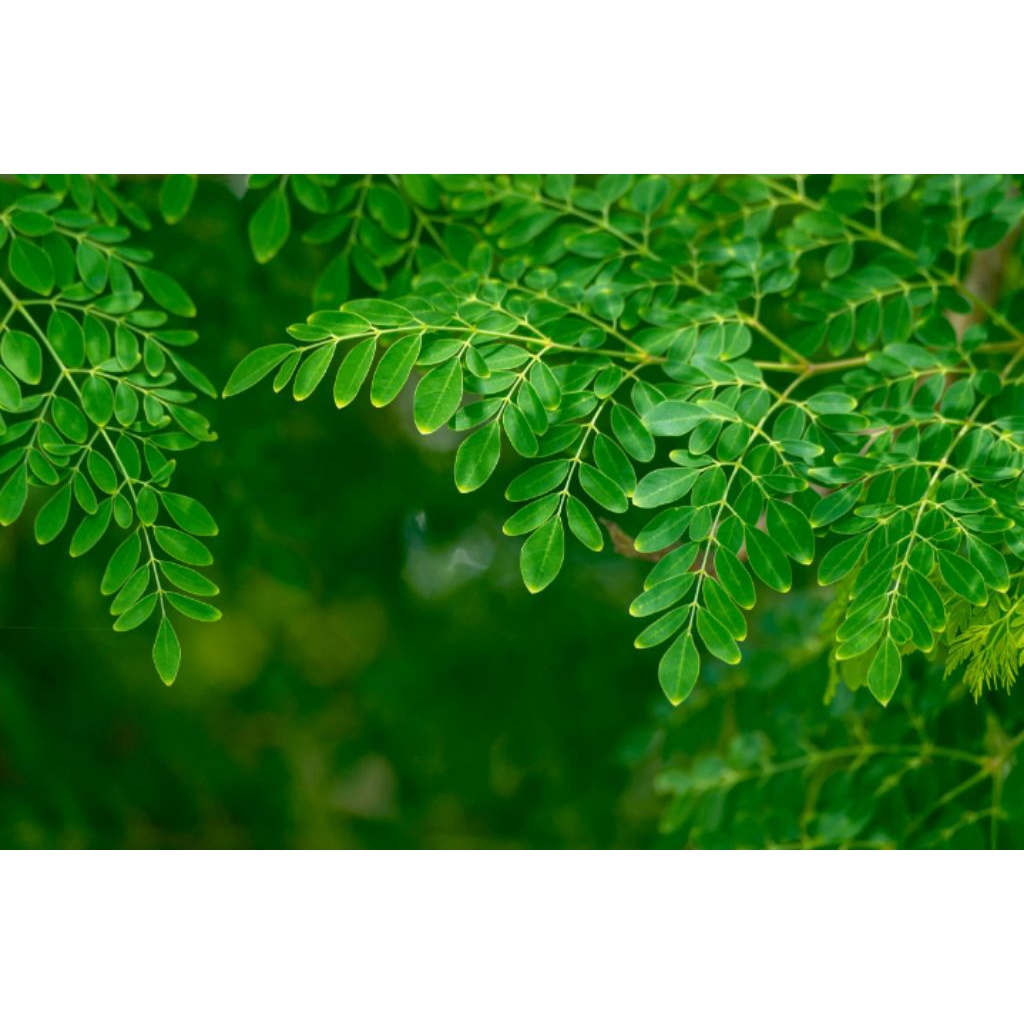 

daun kelor segar dadakan setiap orderan 250g