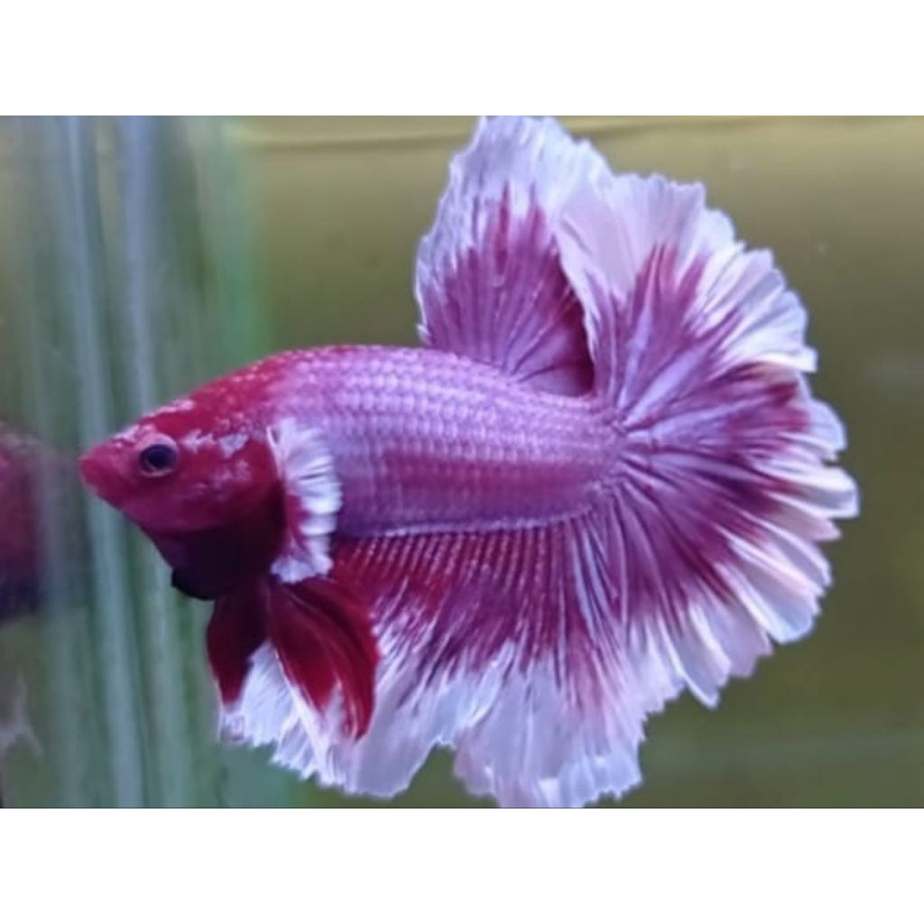 IKAN CUPANG HALFMOON BIGEAR LAVENDER