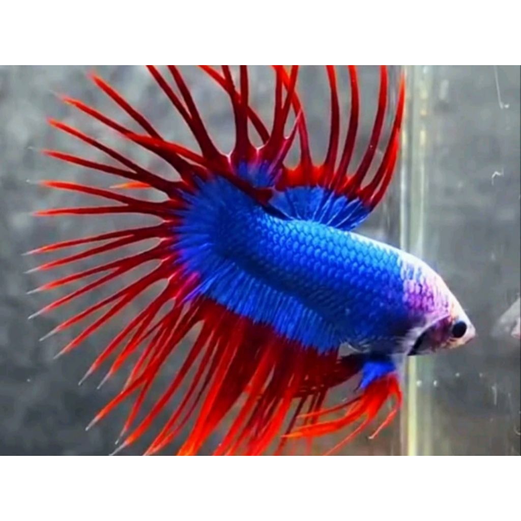 [COD] PROMO... CUPANG CT MASKOT / COMBI