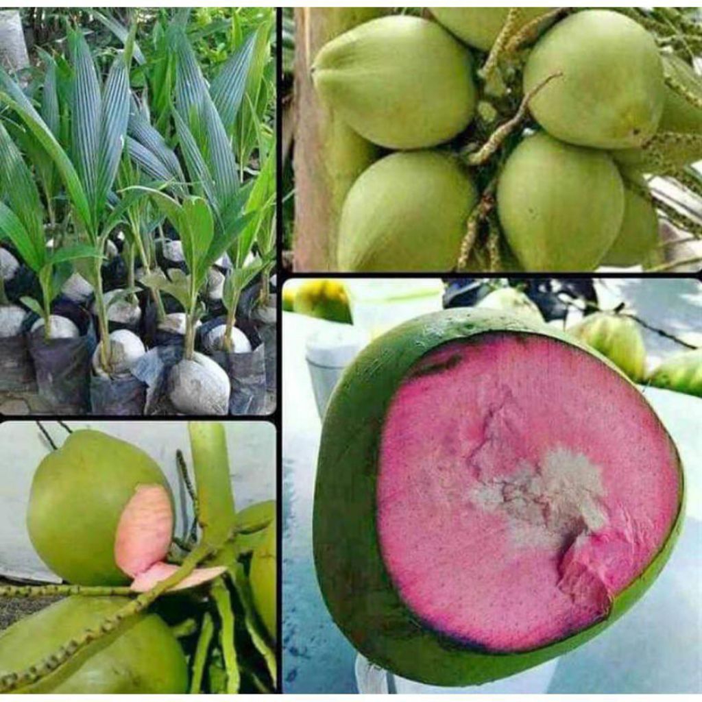 Bibit kelapa muda/genjah banyakkk Kelapa super genjah Hijau asli....