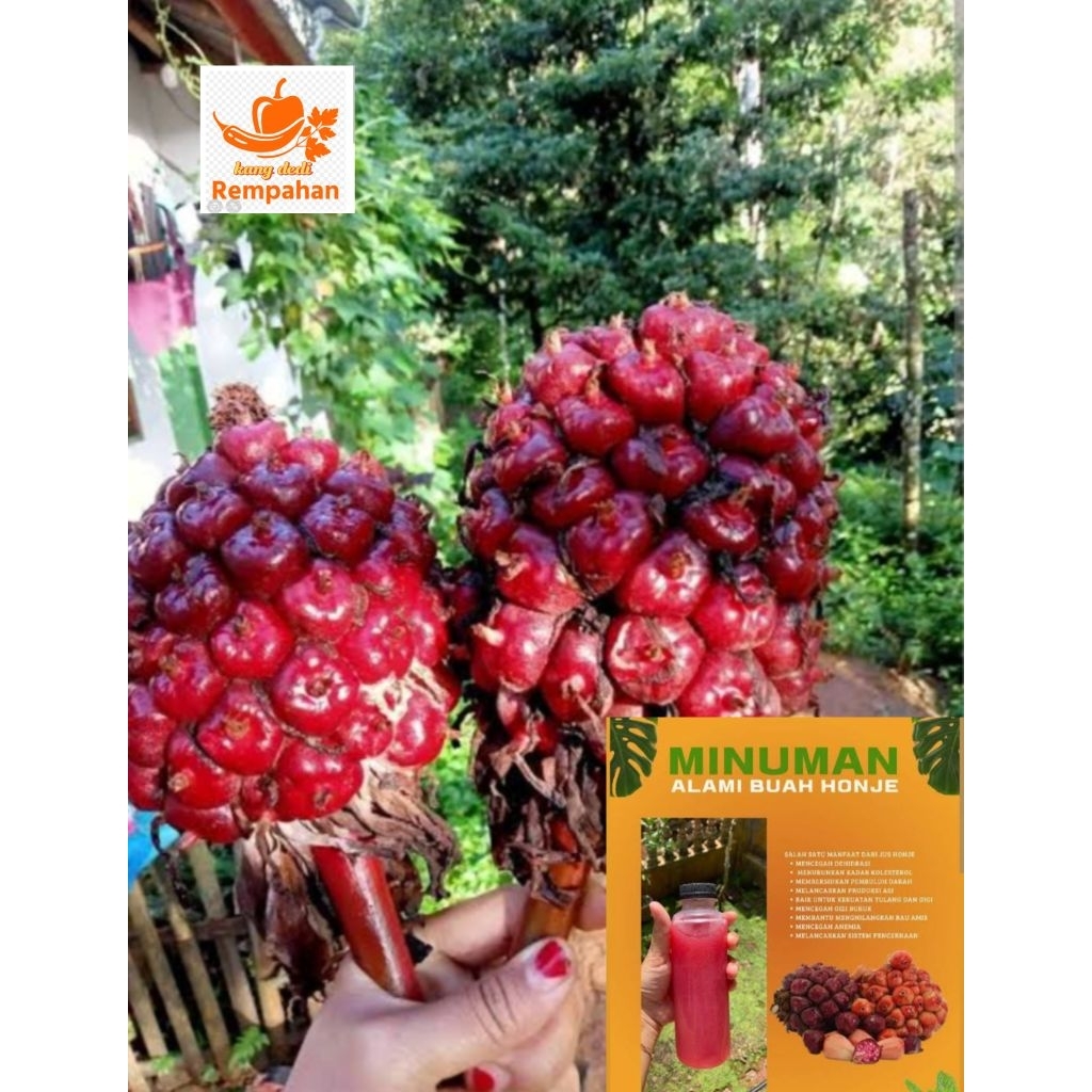 

honje laka segar fresh 1 kg