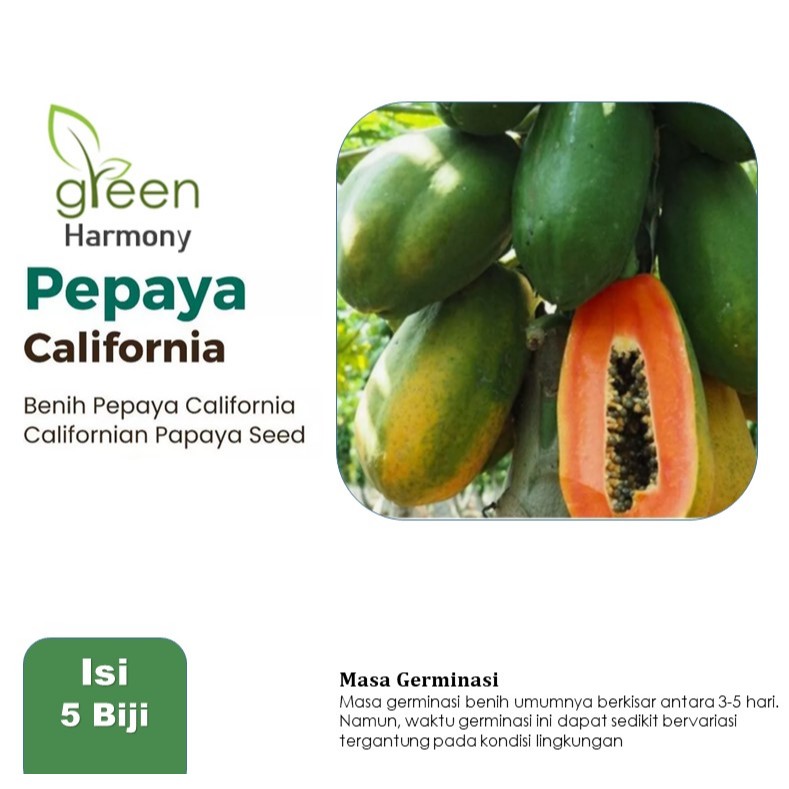 Bibit Buah Pepaya California F1 Hibrida