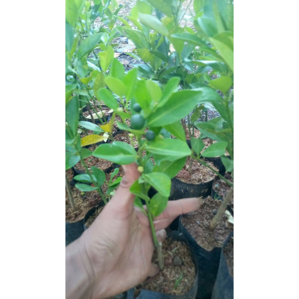 bibit jeruk kunci