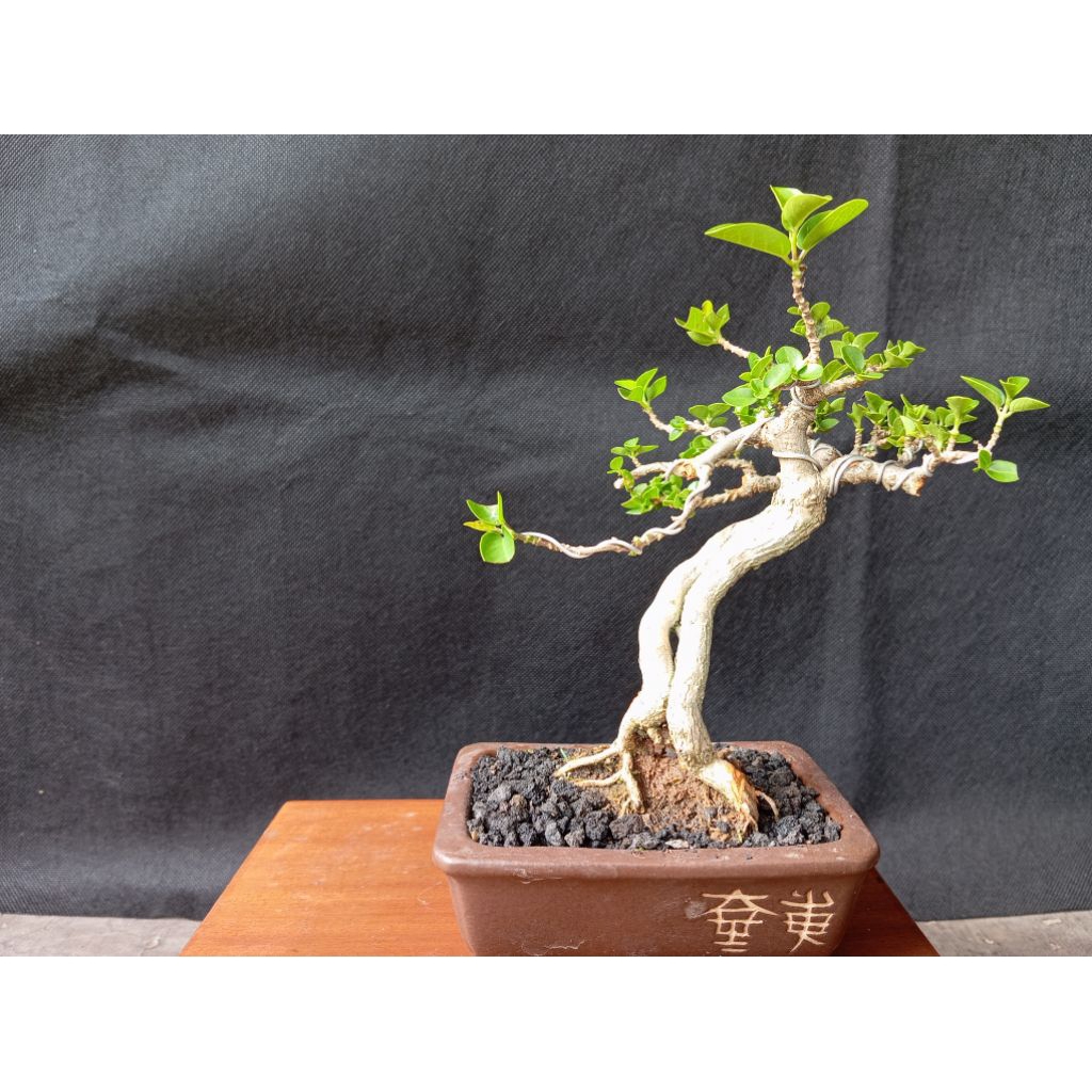 Bonsai Mame Sancang - REAL PICT