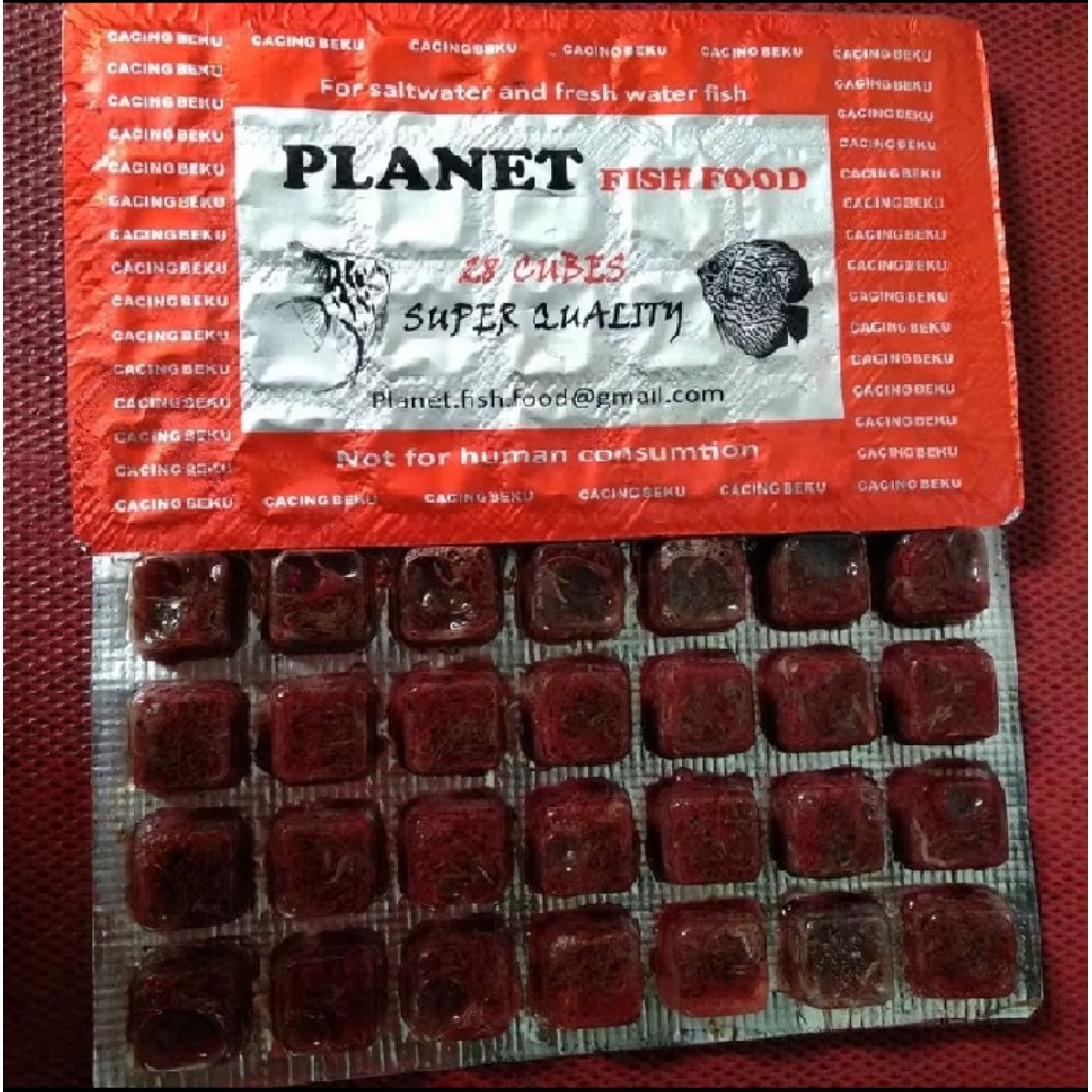 CACING BEKU PAKAN IKAN HIAS