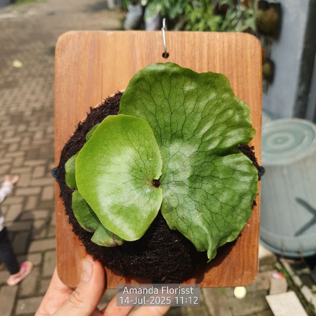 PLATYCERIUM SUPERBUM RAWATAN