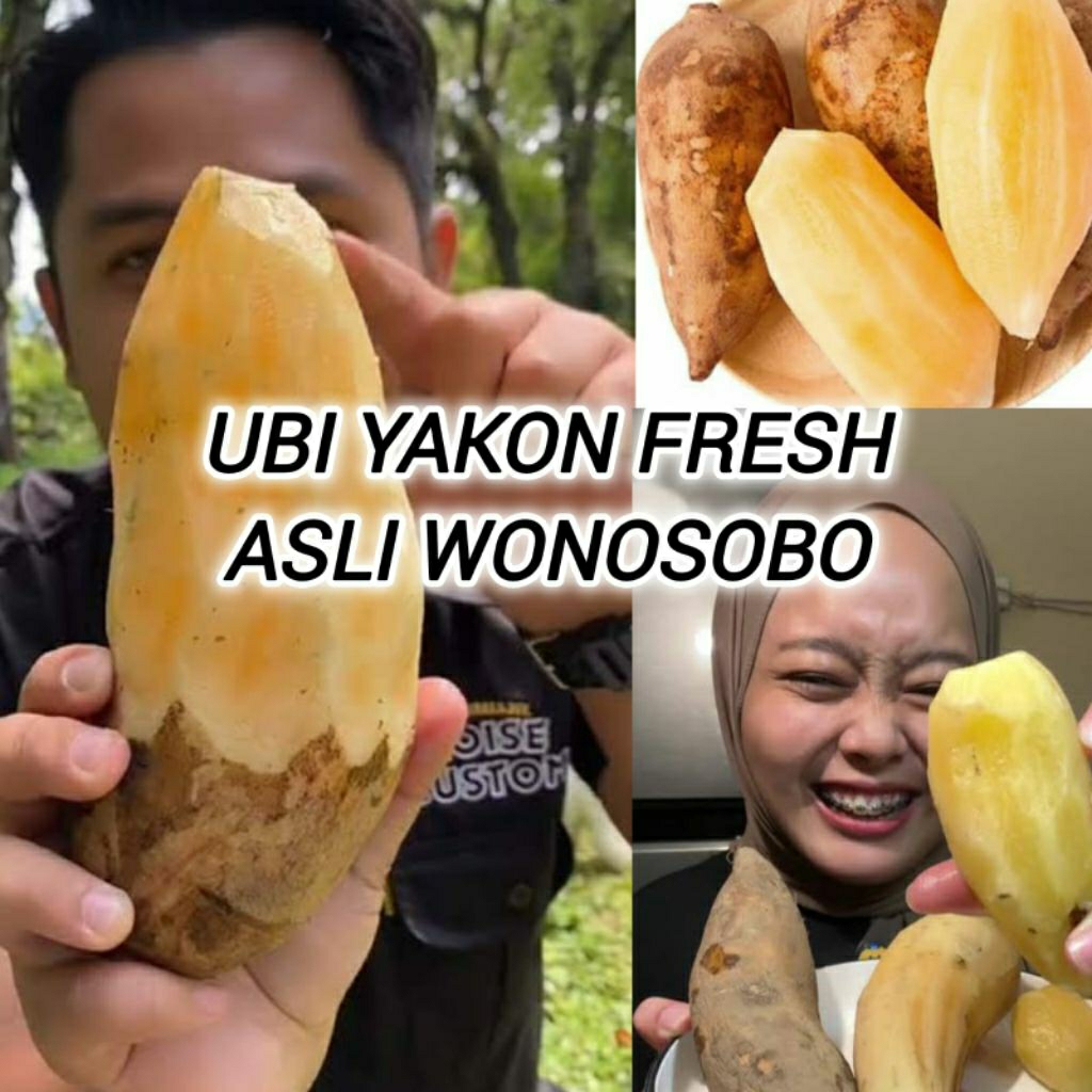 

Ubi Yacon Asli Wonosobo kualitas super langsung dari petani, 500 gram /setengahh kg isi 2-4