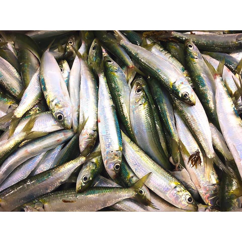 

Ikan Sarden Segar Ikan Sarden 1Kg Sardiens