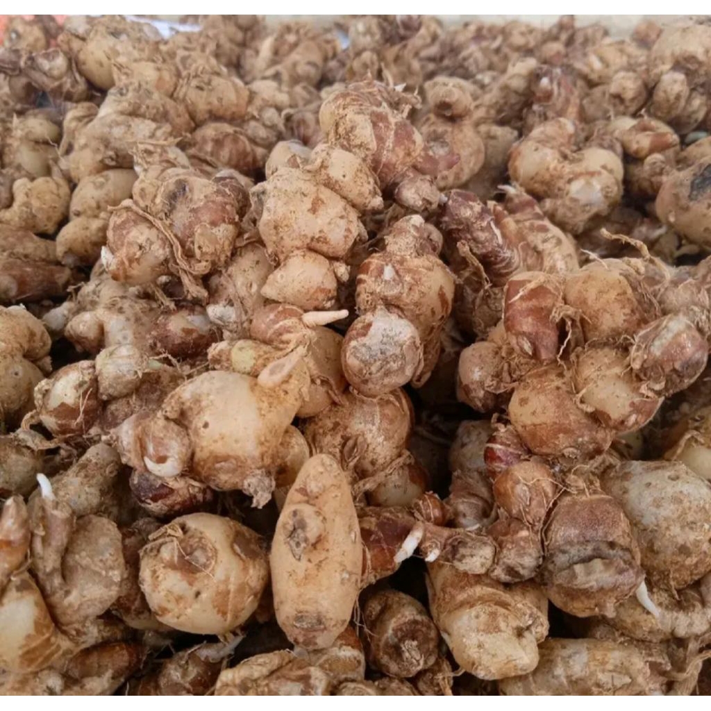 

kencur segar asli banjarnegara