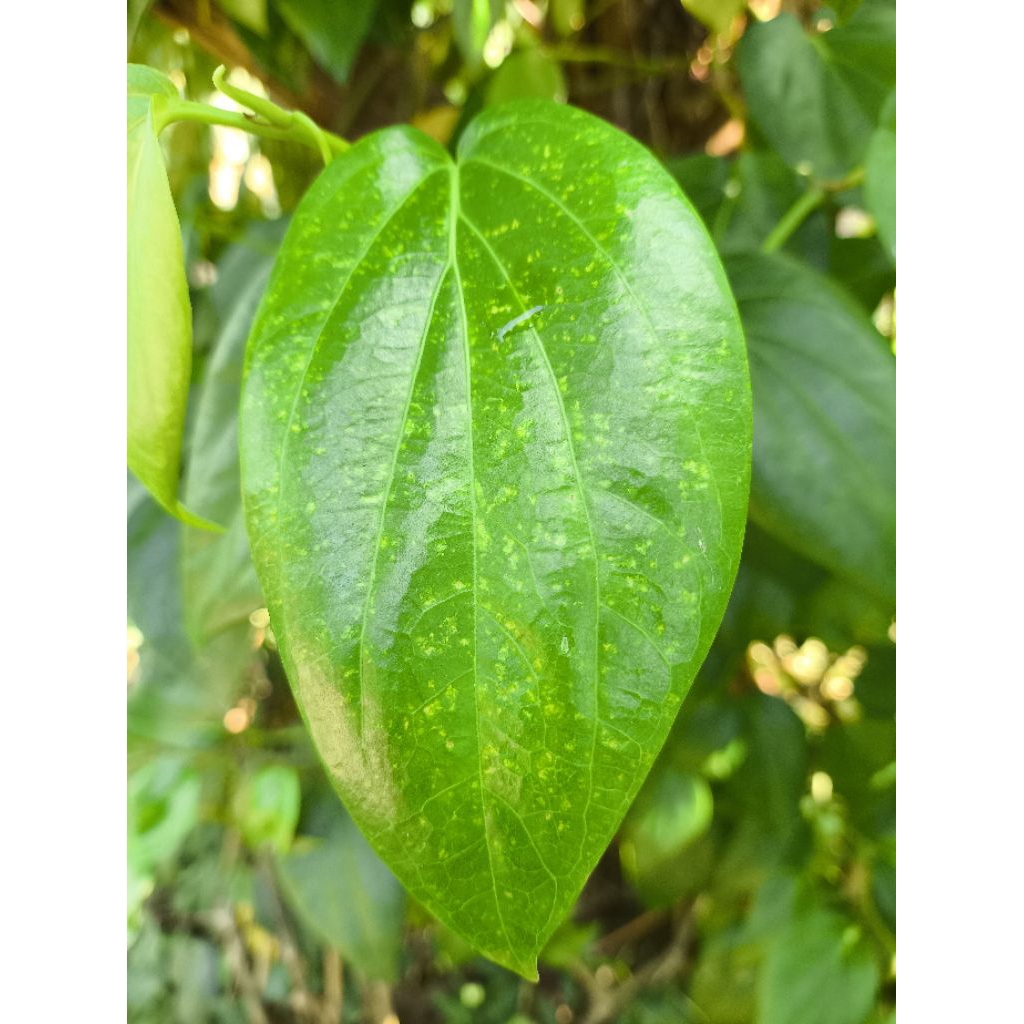 

Daun sirih segar langsung dari pohonya
