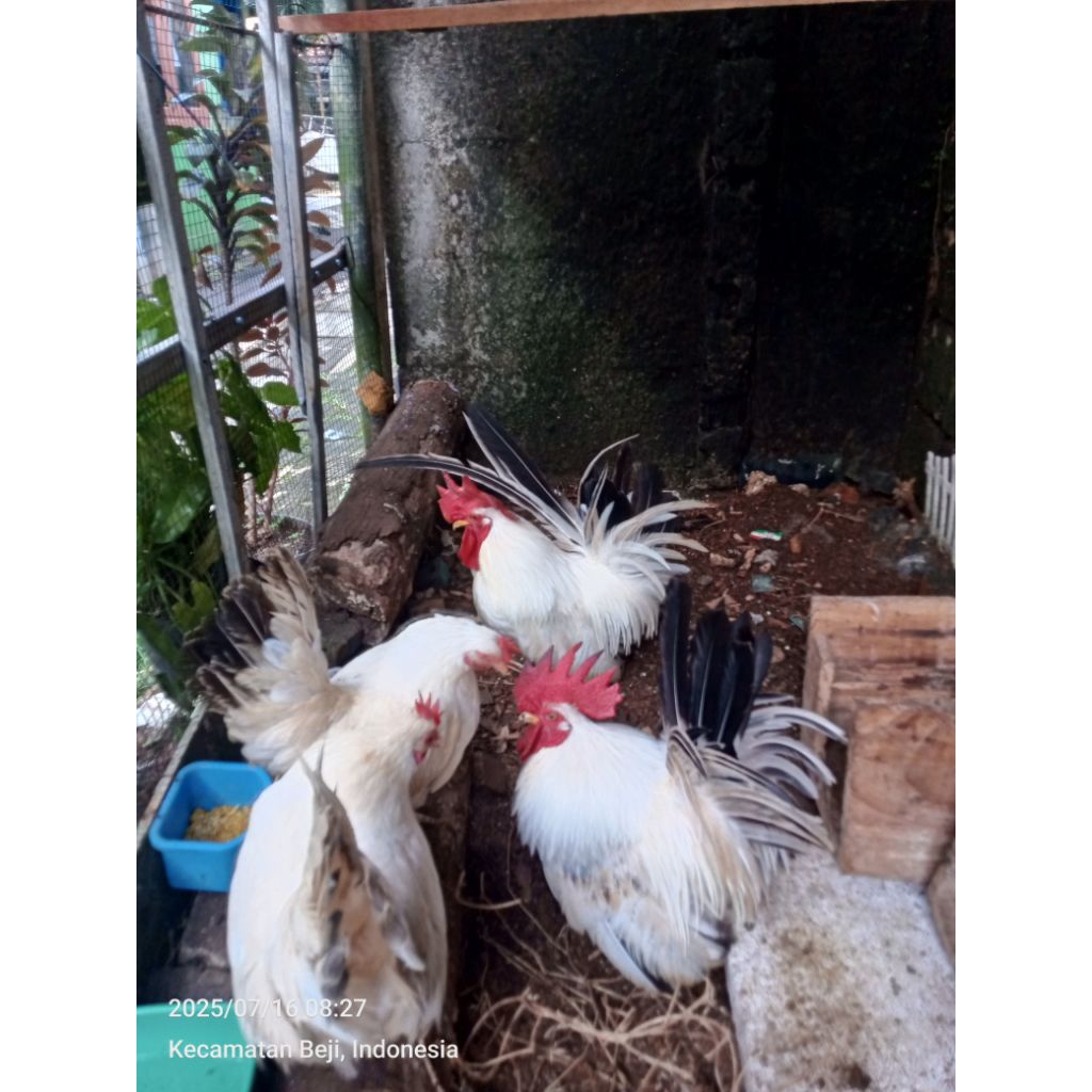 ayam kate chabo,blacktail,ceper indukan sepasang