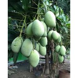 Tanaman Mangga Manalagi Berbunga