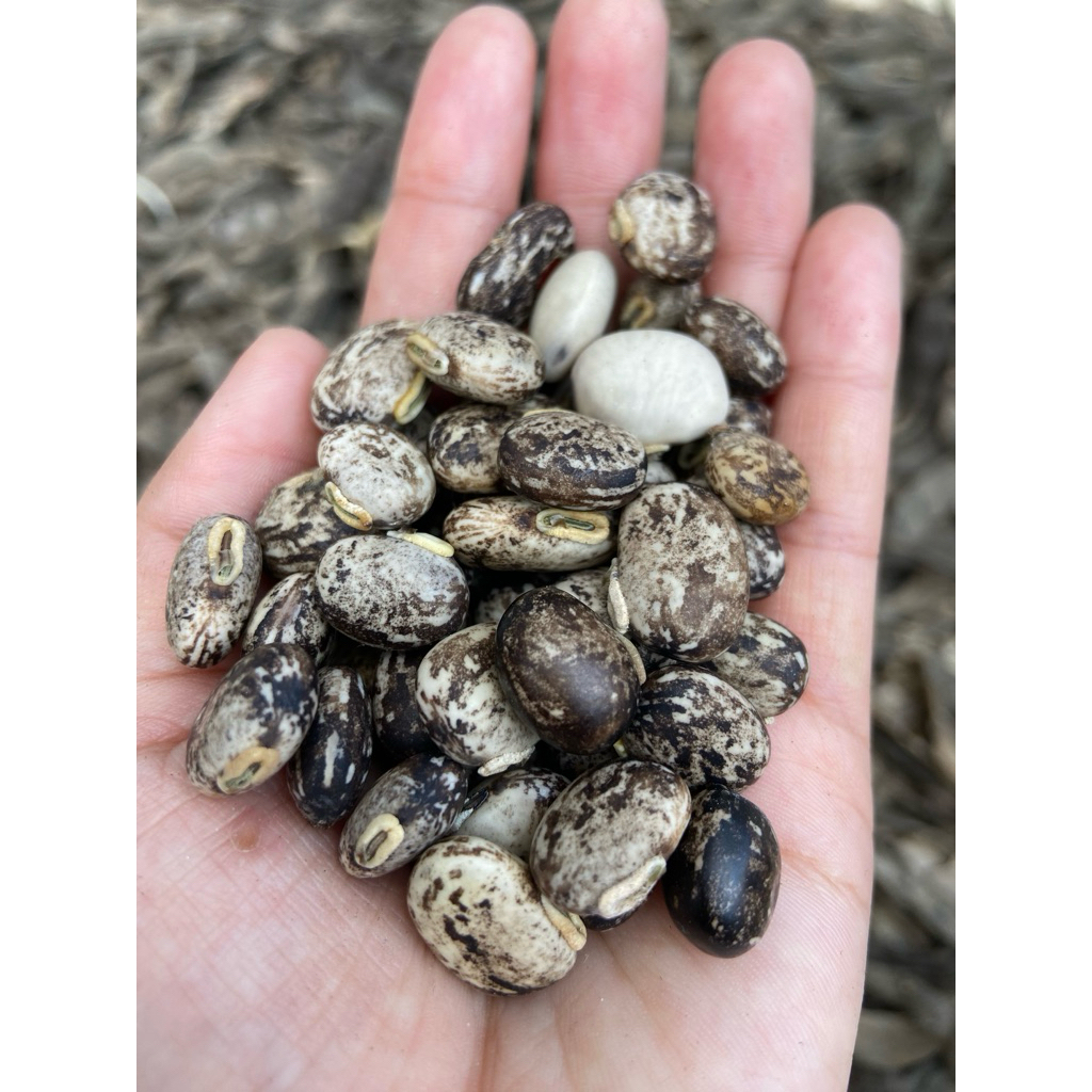 

Koro Benguk / Koro Babi