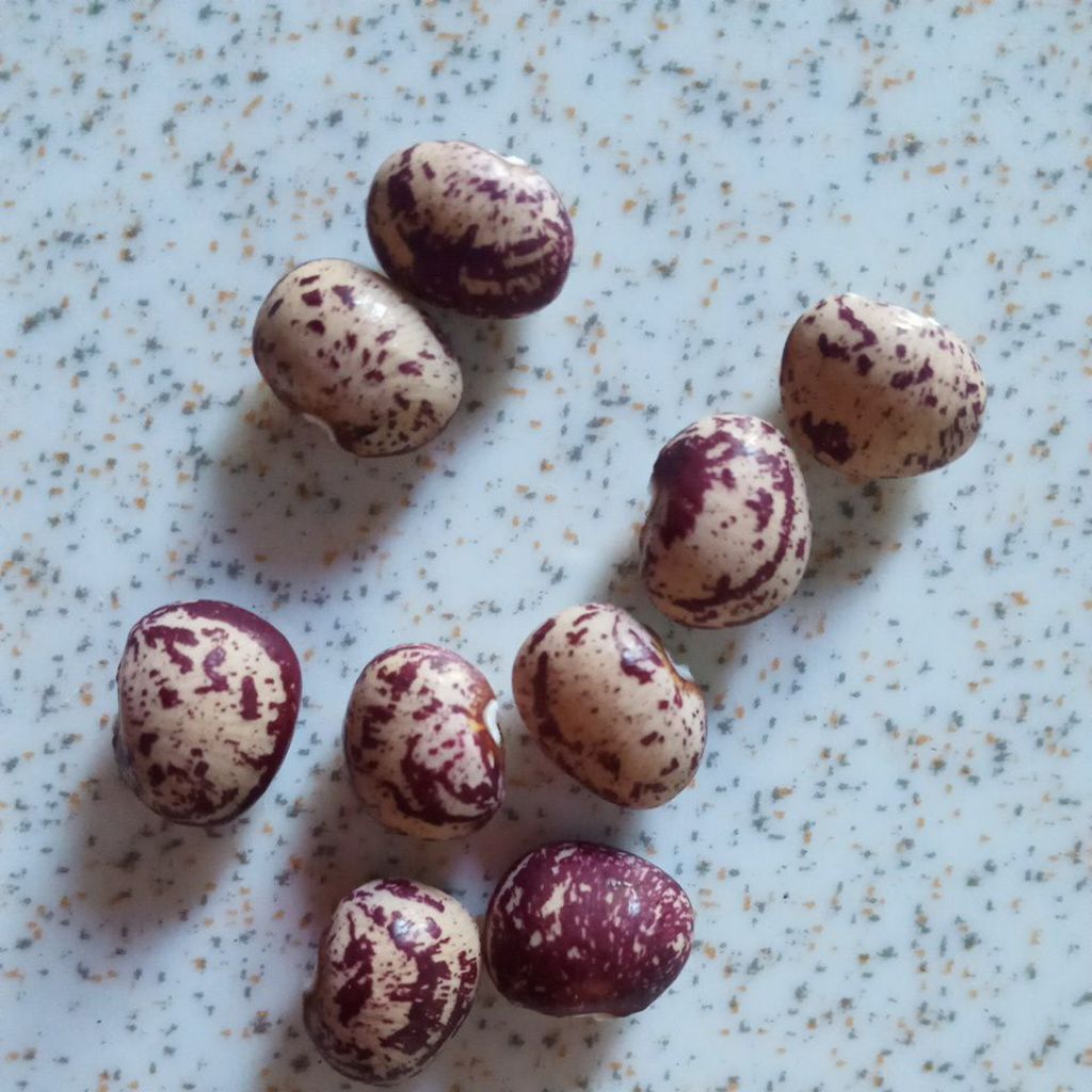 

Benih koro minthi/sayur