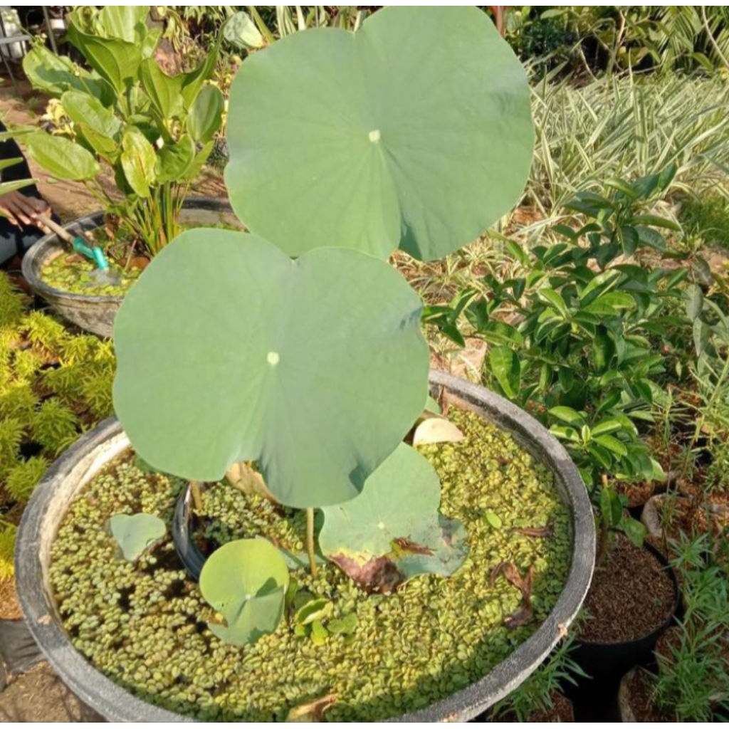 pot semen minimalis ukuran 60 cm/pot tanaman hias air bunga lotus