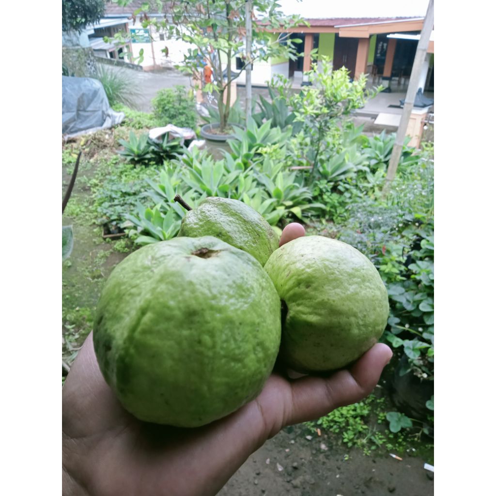 

1kg jambu kristal