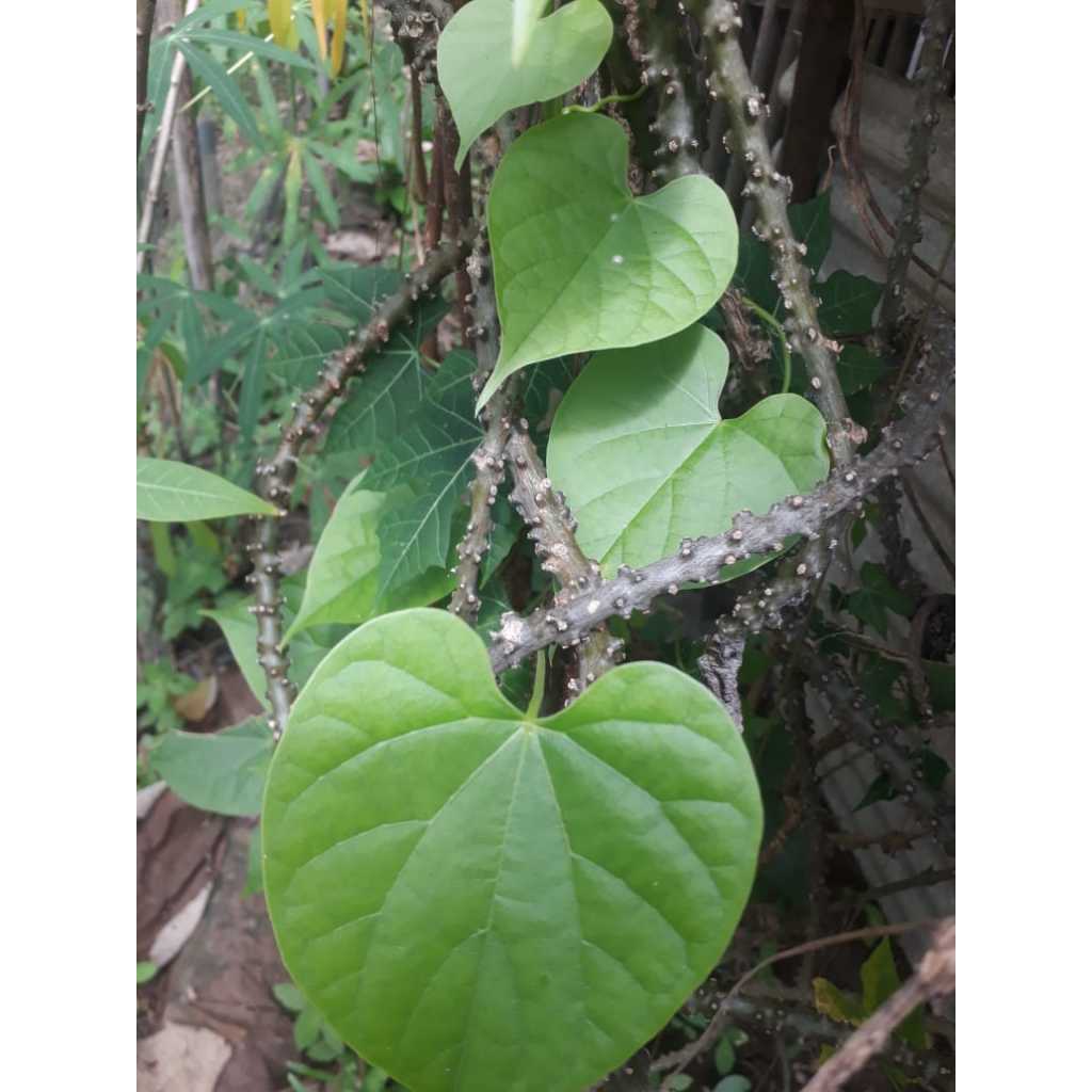 

Brotowali Segar Jawa Asli 10 batang (25 cm/batang)