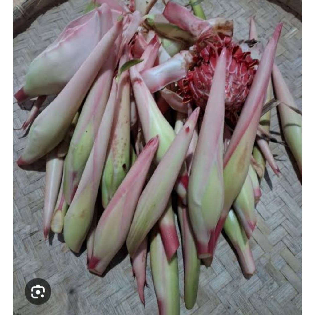 

bunga kecombrang\rombeh per ons