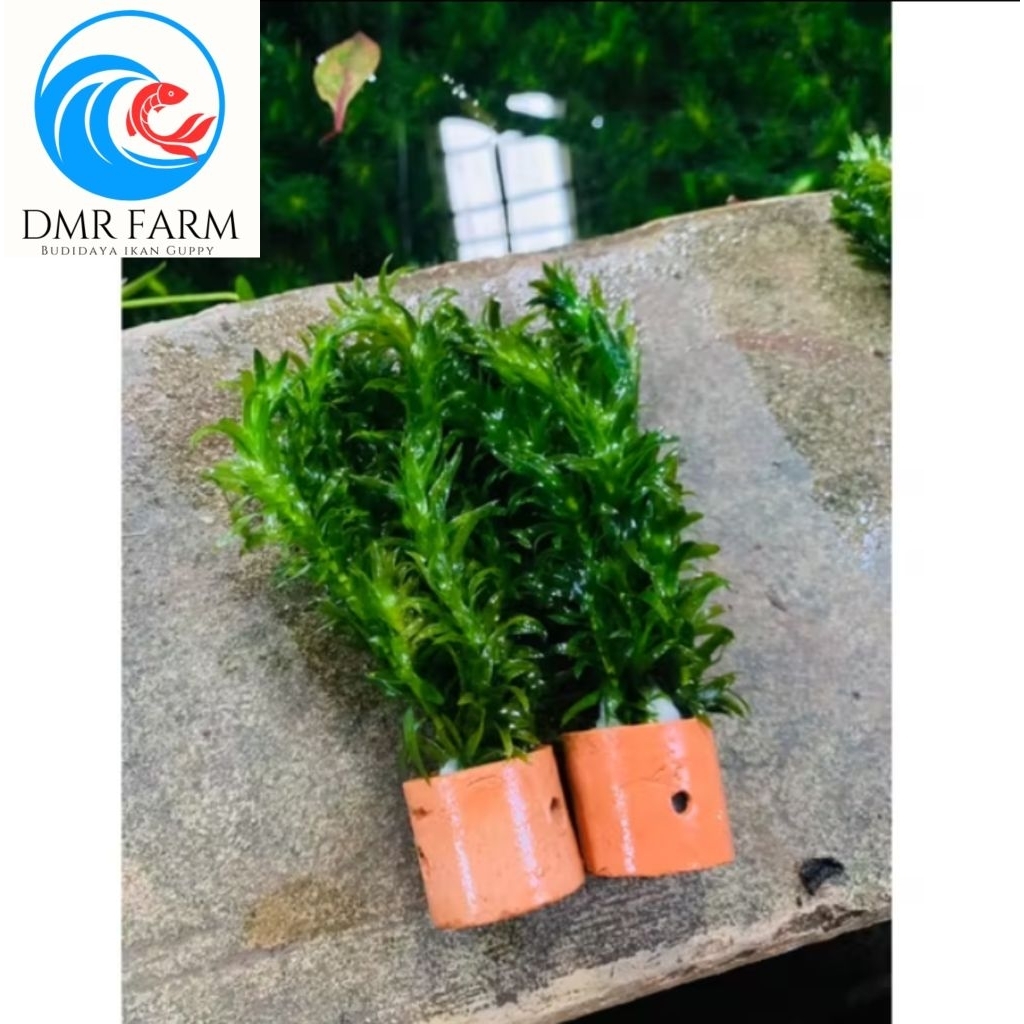 tanaman air ganggang hydrilla/hydrilla hornwort