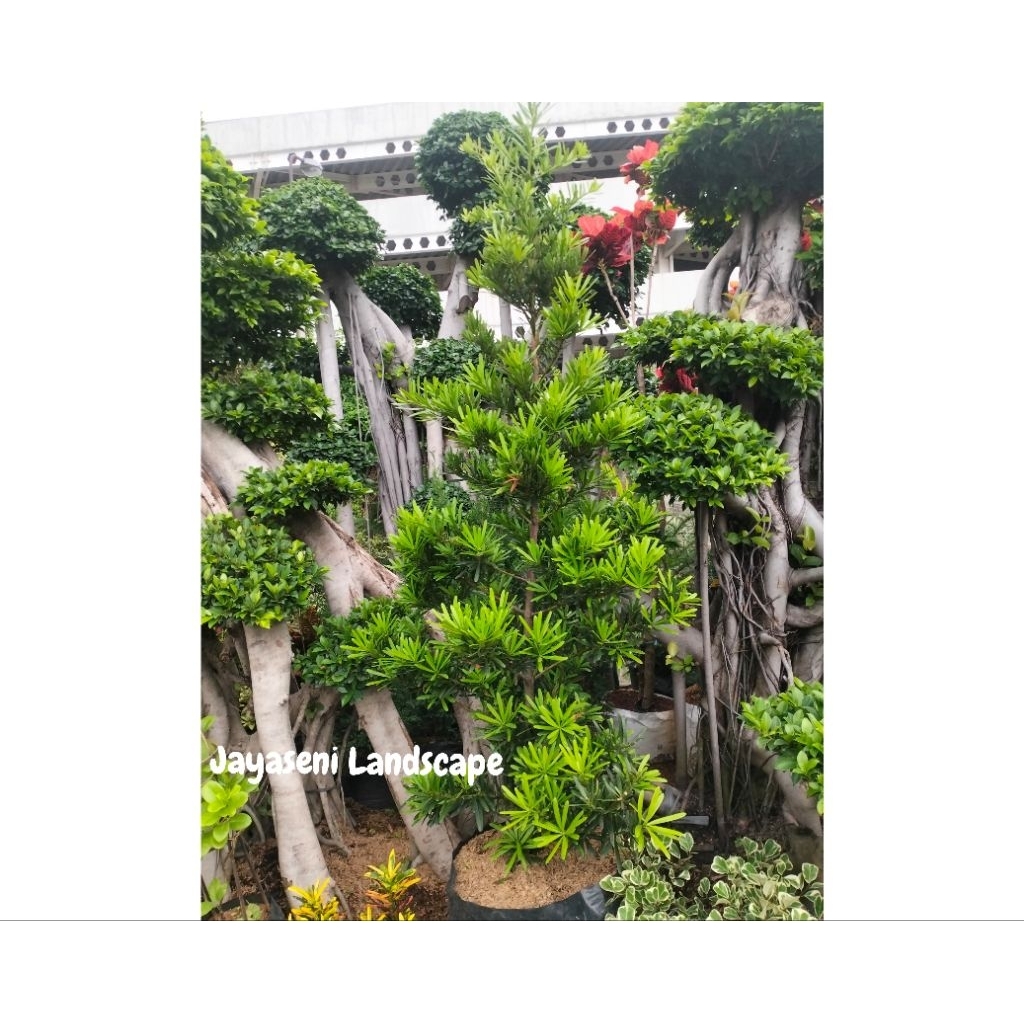 TANAMAN HIAS POHON LOHANSUNG TAIWAN BESAR