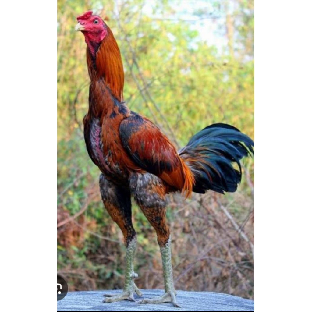 

Telurayam Bangkok petarung di jamin fertil bisa ditetaskan