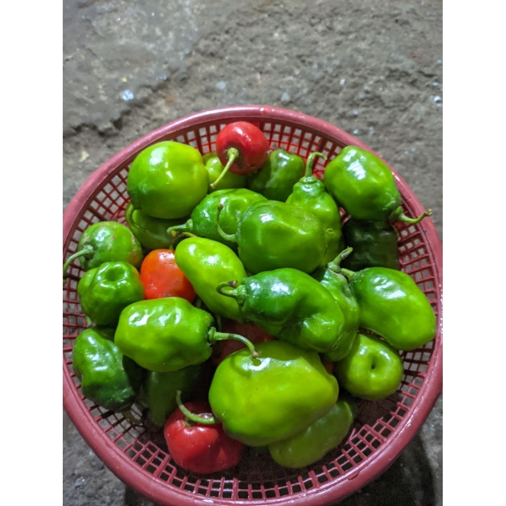 

lombok gendot/ lombok bandung