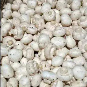 

Jamur KANCING 100gr