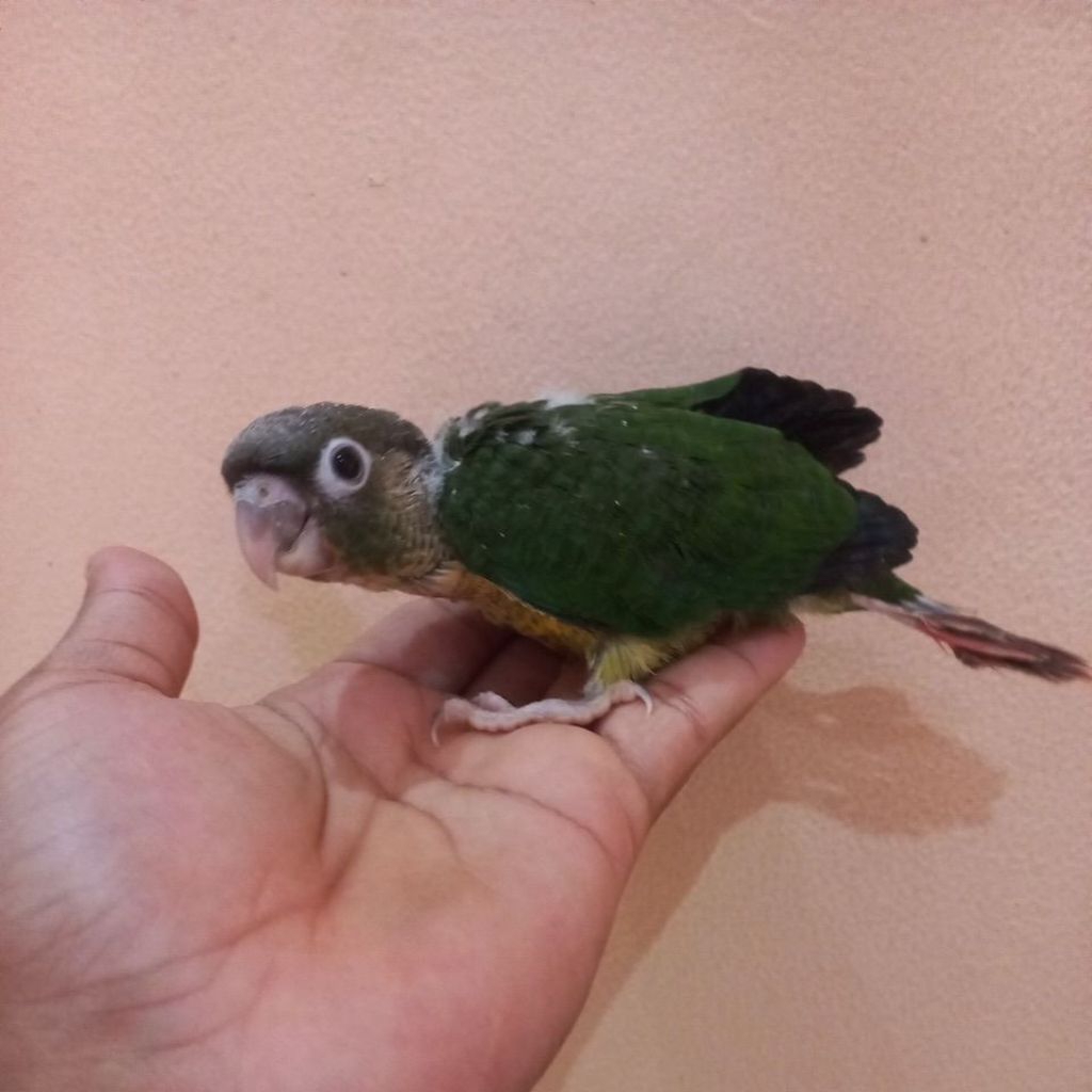 baby ysc lolohan yellow side Conure