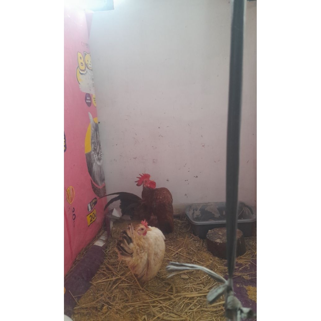 Anakan Ayam serama asli Ayam hias serama bukan ayam kate