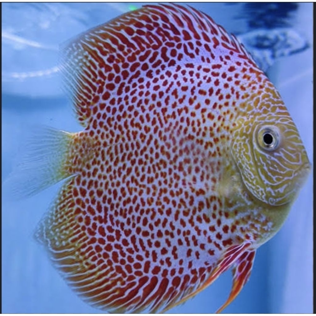 Discus Lss / Leopard Snack Skin / Hias  Aquarium