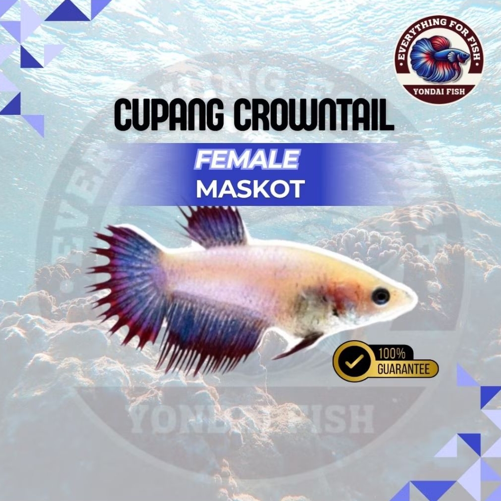 [BETINA] Cupang Crowntail Maskot | TOP GRADE | HIGH QUALITY | NEW | SIZE M+