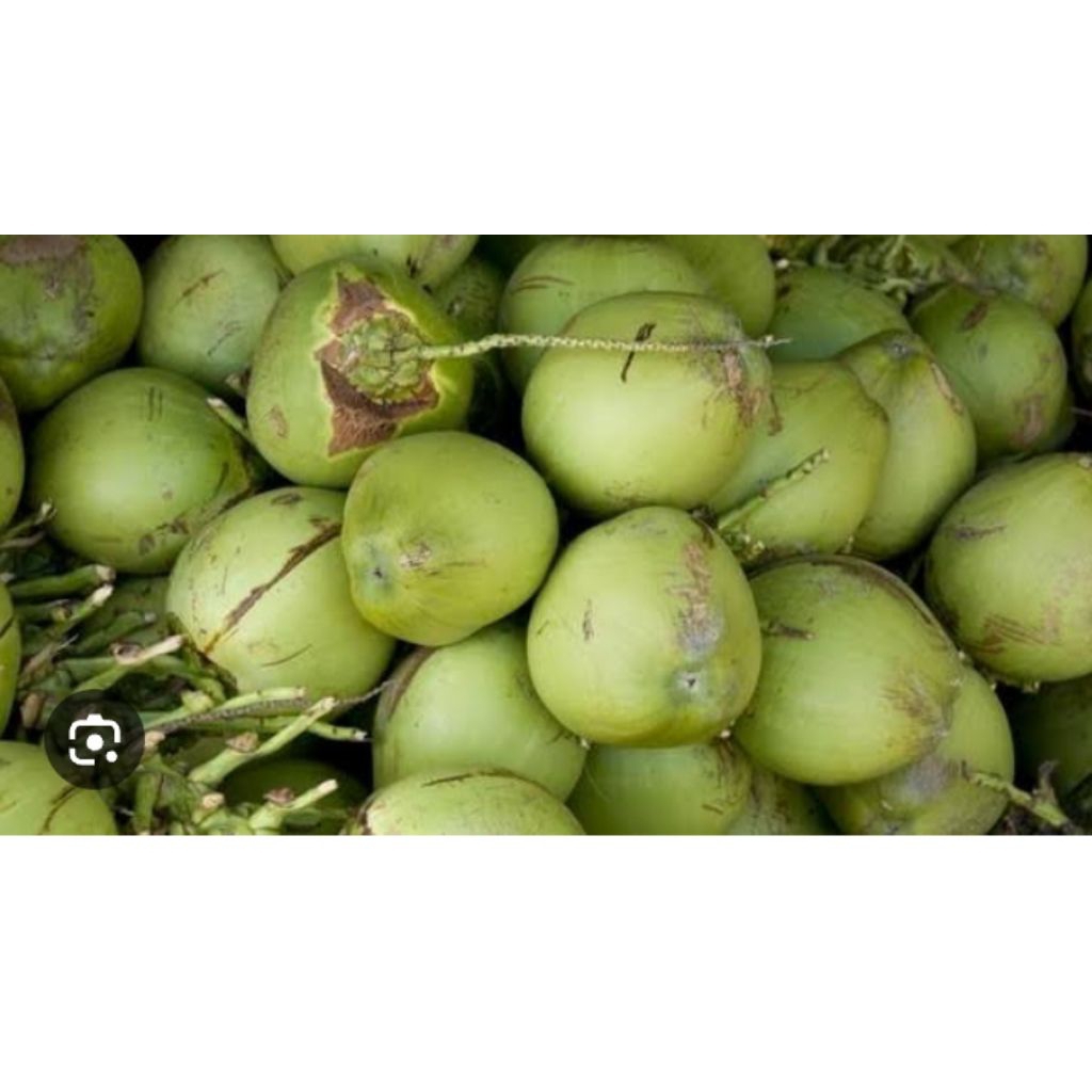 

kelapa muda segar perbiji 1 biji
