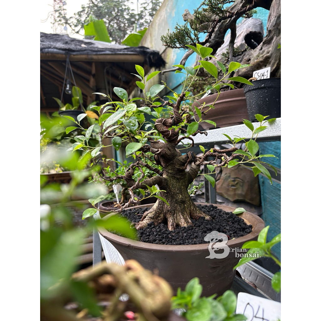 bonsai ficus kimeng small