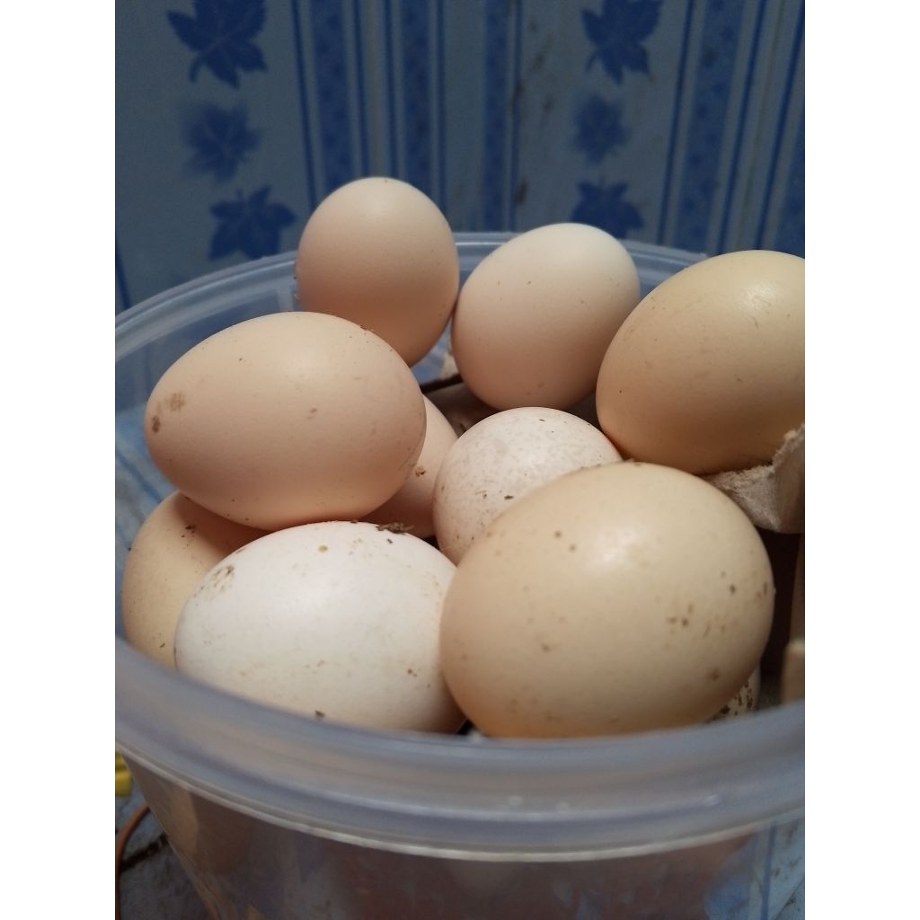 

TELUR AYAM KAMPUNG ELBA FRESH SEGAR UNTUK DIKONSUMSI BISA DITETASKAN