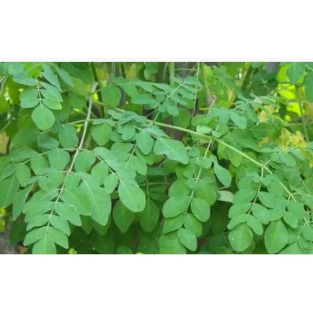 

Daun kelor segar 100g