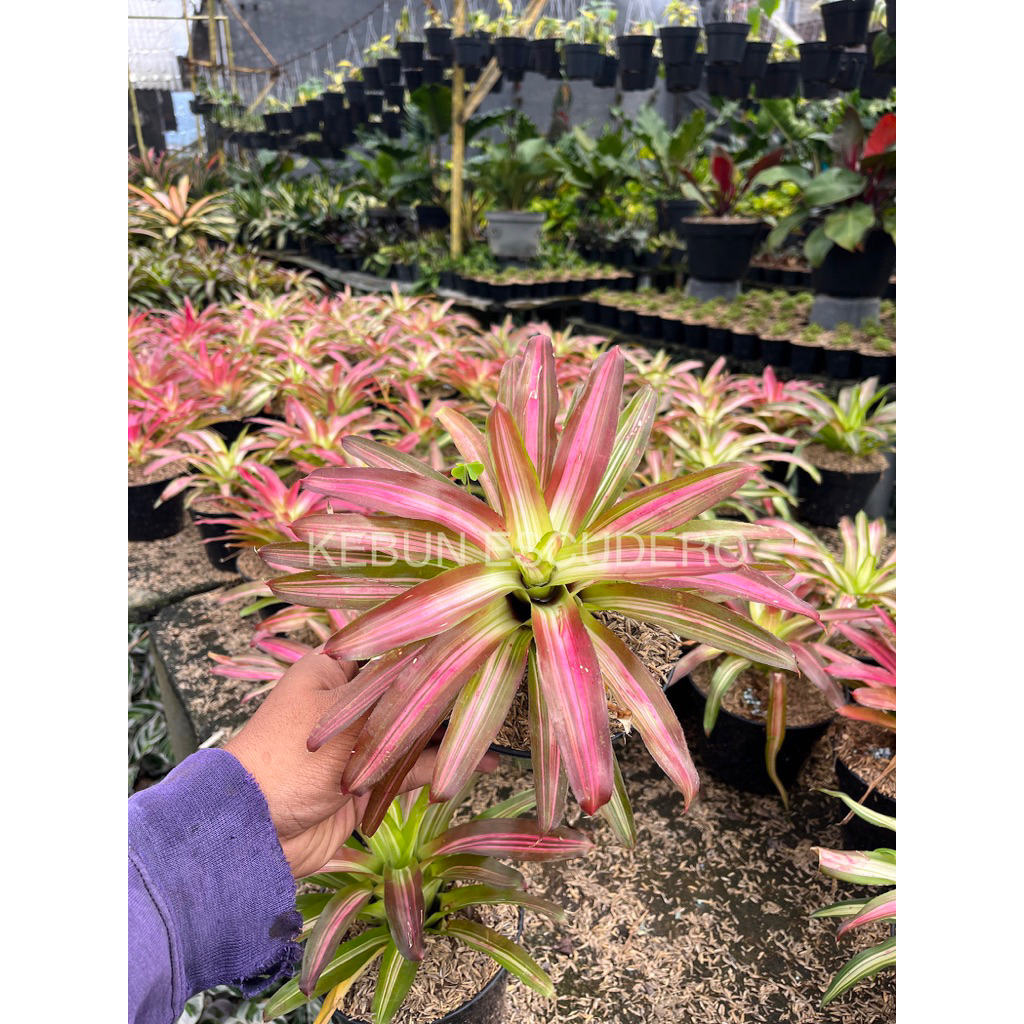 Bromelia Tricolor Murah - Tanaman Hias Bromelia Tricolor Rimbun - Bromelia Koleksi