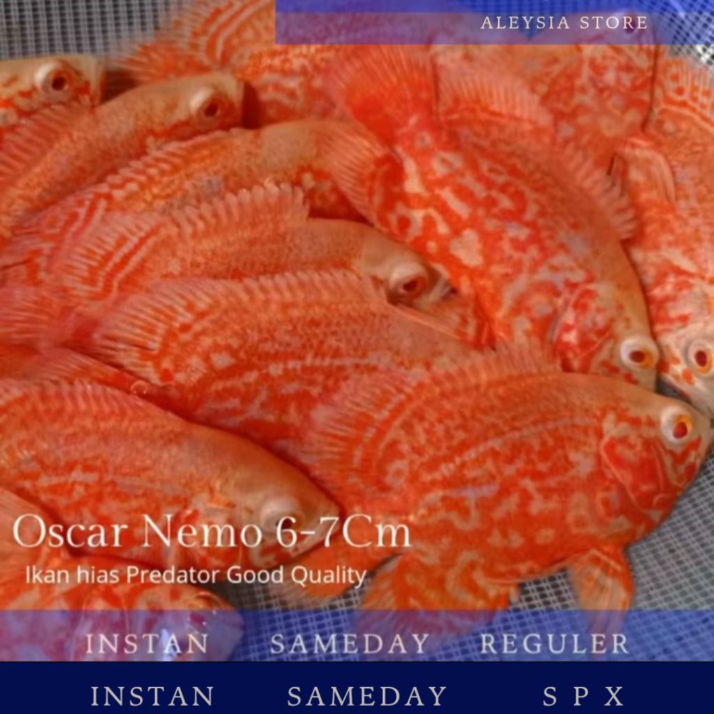 Oscar Nemo Good Marking Hiasan Aquarium