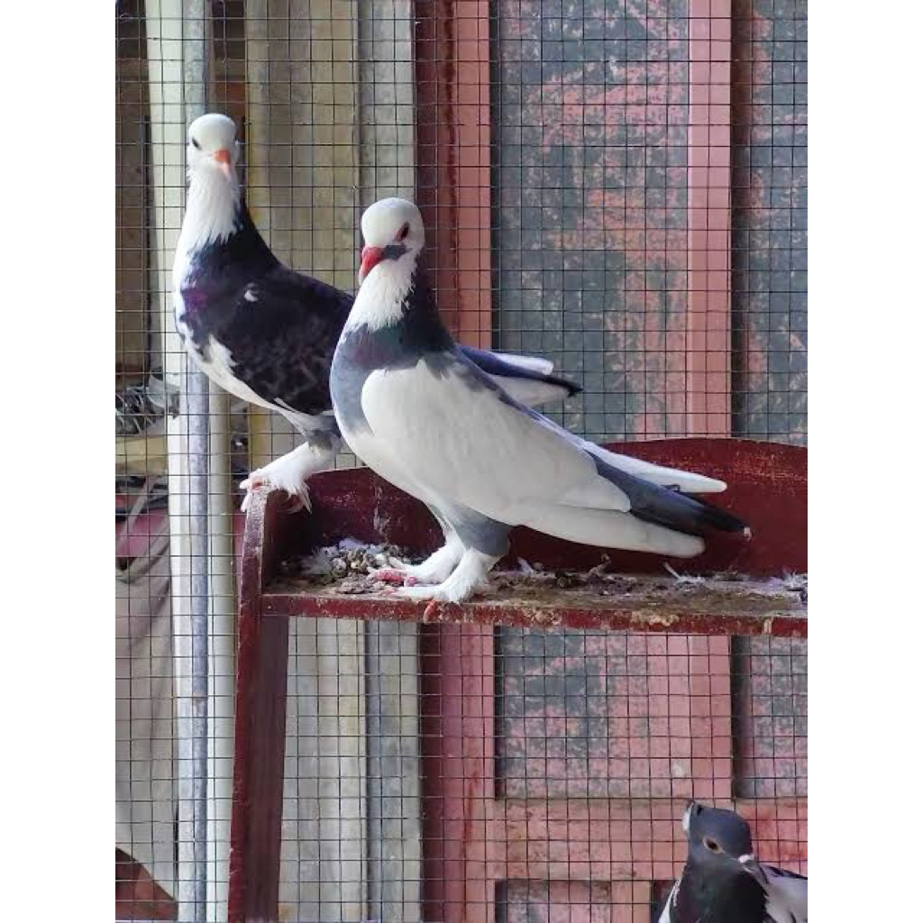 

TELUR FERTIL MERPATI BLANTONG UNTUK DI TETASKAN