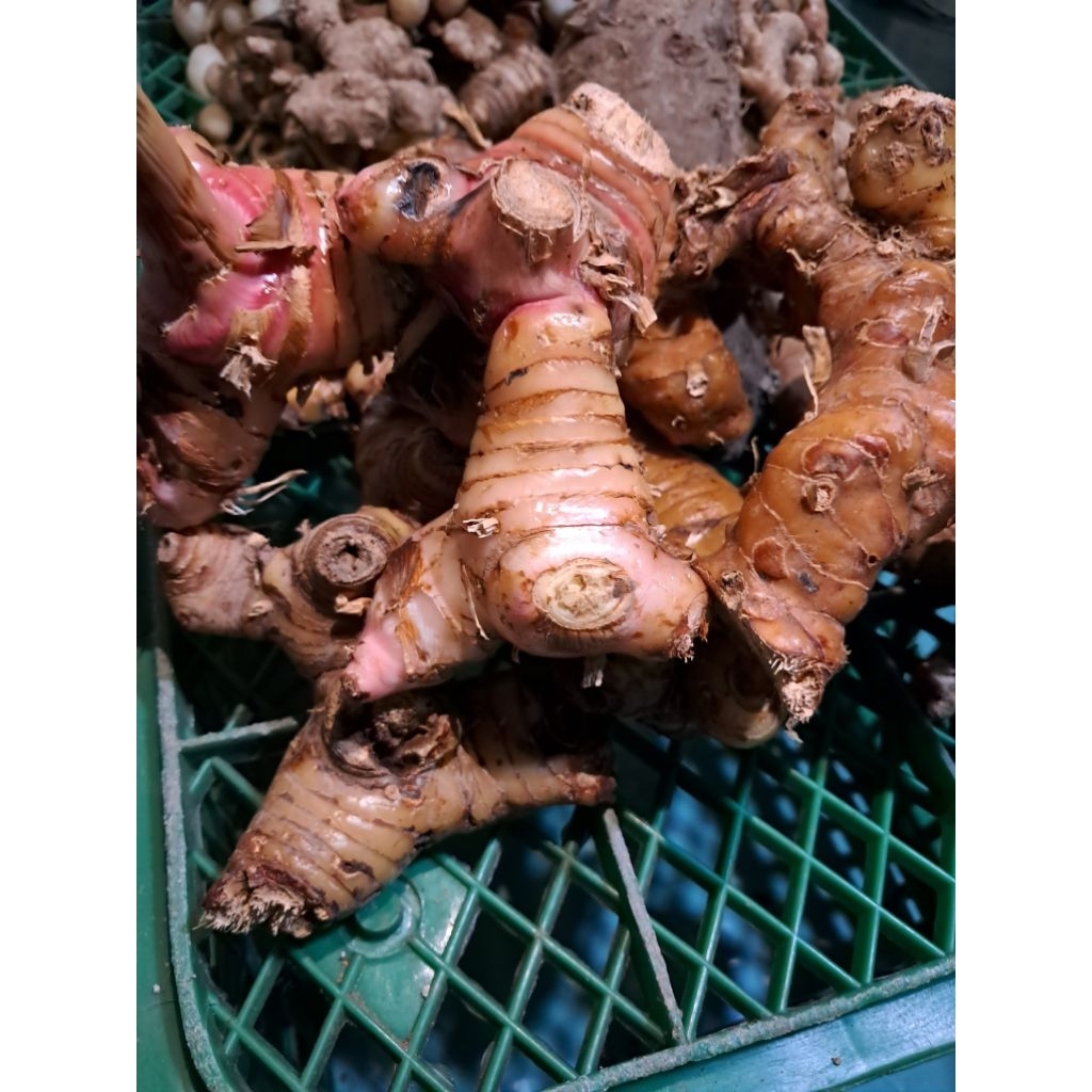 

Lengkuas/Laos Super cuci Bersih 1kg