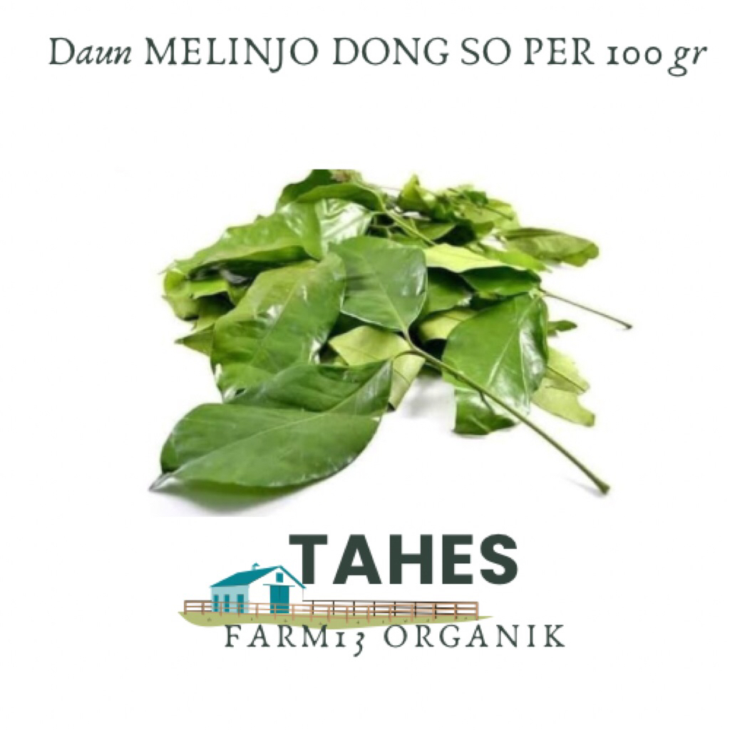 

Daun Melinjo Daun So Herbal 100gr Atau 1 ons Organik Tanpa Pupuk Kimia Di Petik Kalau Ada Yang Order