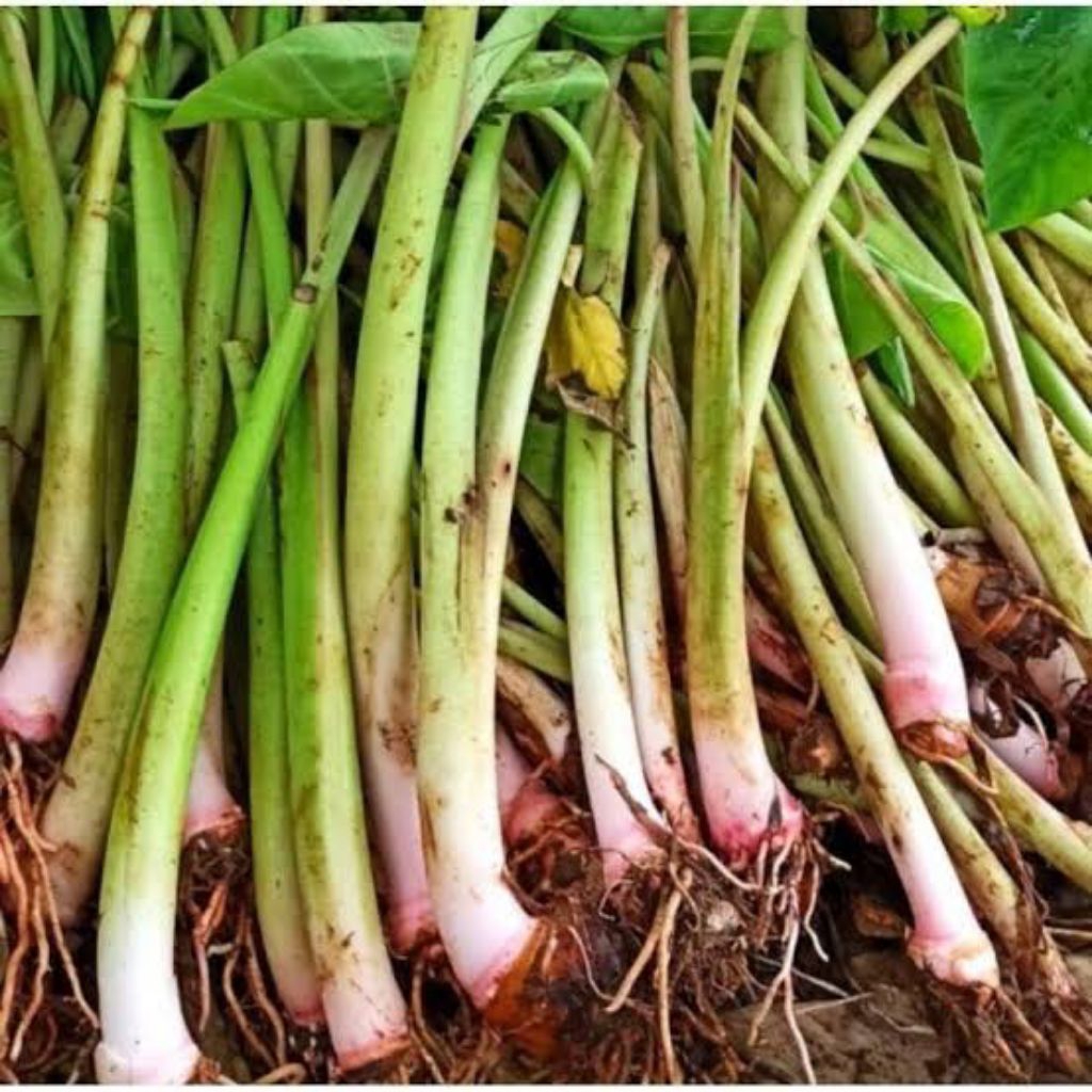 bibit talas pratama 2 unggul talas bogor